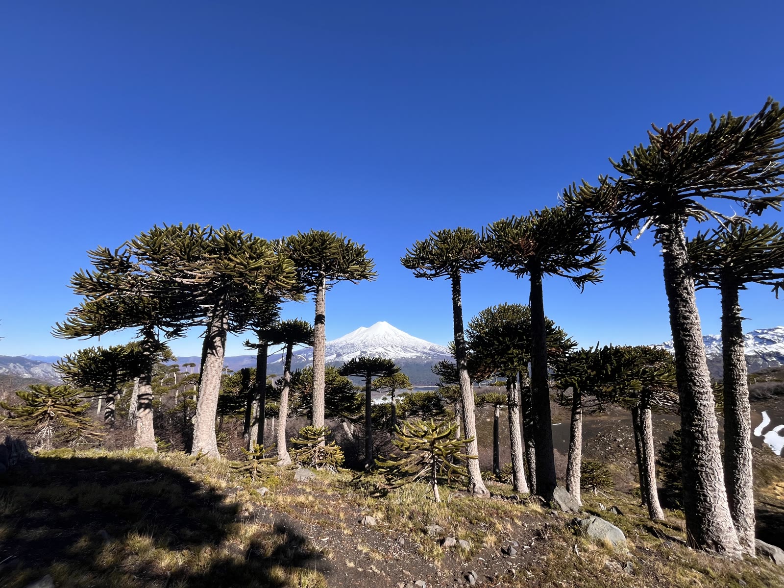 Parque Conguillio